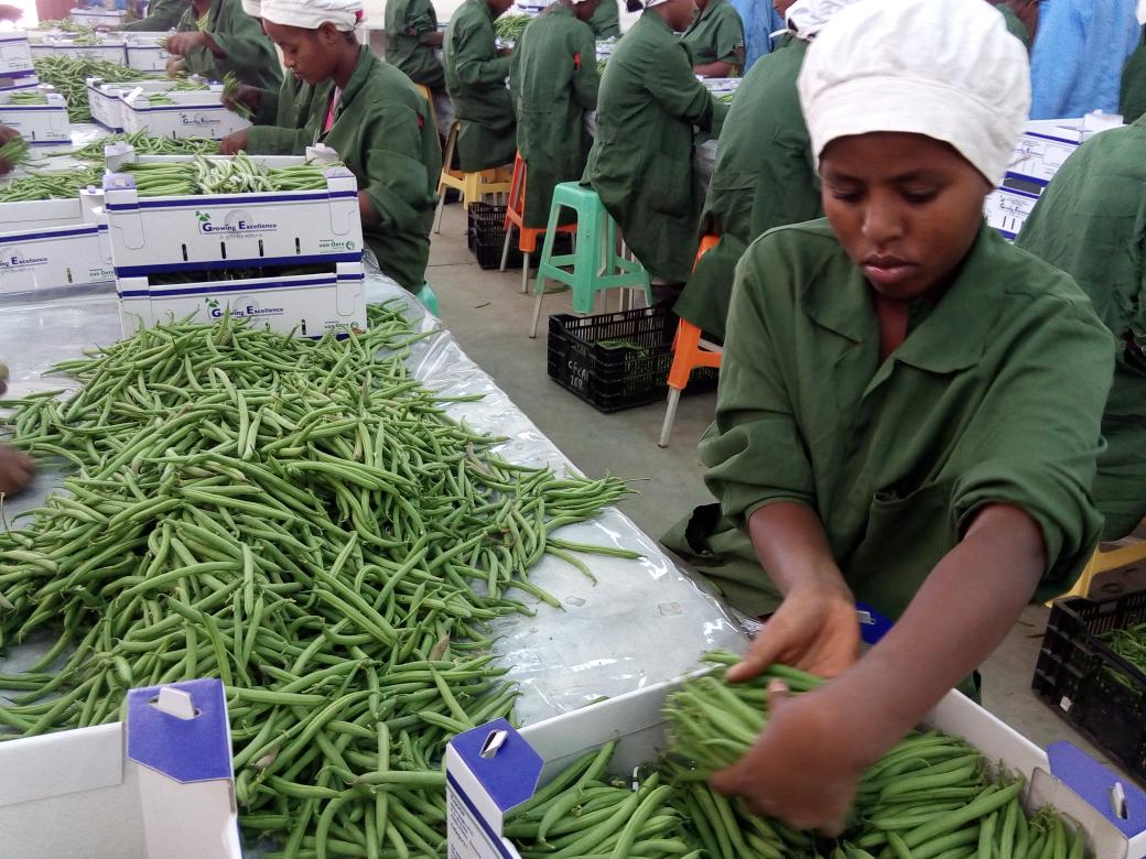 GHoltland's tweet photo. Quality is the key to the EU market. Enforcing contracts is often problematic
@fsenl @APF_Ethiopia @FairSustainable http://t.co/uzQwfvT0x6