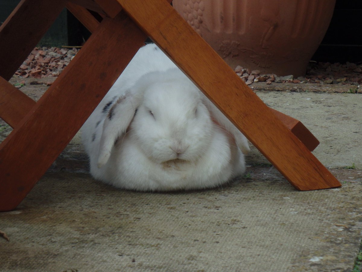 ScamperingPaws's tweet photo. We're fully booked for the first week of the Easter holidays. We have spaces from Easter Sunday.#fullhouse #happydays http://t.co/Bniq2onEQo