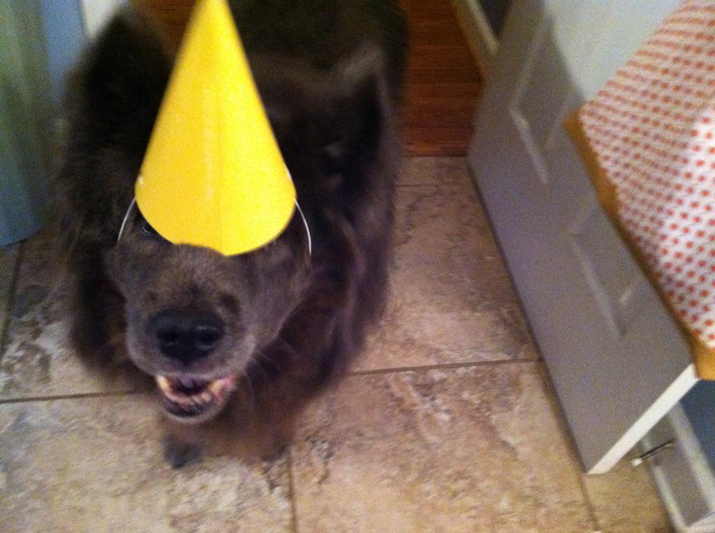 susud27's tweet photo. @CatawbaAnimal   Please let Dr Wolff know that Smokey is doing better!  He has gotten his appetite back! http://t.co/QhfZJThWLt