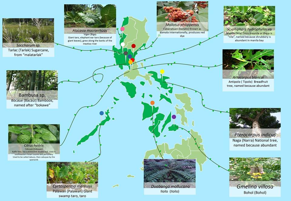 darrenidq's tweet photo. plants in the Philippines are SO COOL 
get to know more about your favorite plants and places in the Philippines #Bi7 http://t.co/nFSj43RRJ1