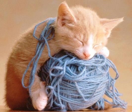 Elverojaguar's tweet photo. https://t.co/kYWw5oJyqr