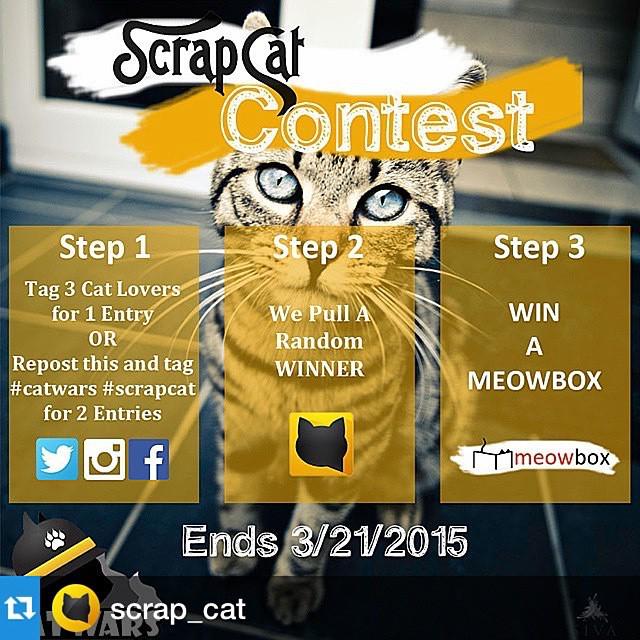 circlingsquare's tweet photo. #ScrapCat #Catstagram #CatContest #CatsOfInstagram #Cat #Kitten #CrazyCatLady #MeowBox ๐ป by hayley_roscoe http://t.co/ml4ohtZx9s