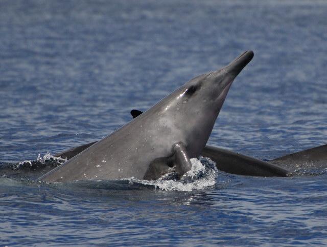 ArrenaPress's tweet photo. Human #evolution zeroed in to a specific time frame with the study of a beaked whale http://t.co/pf7EAOvkdS #science http://t.co/LwI5Nm698Q