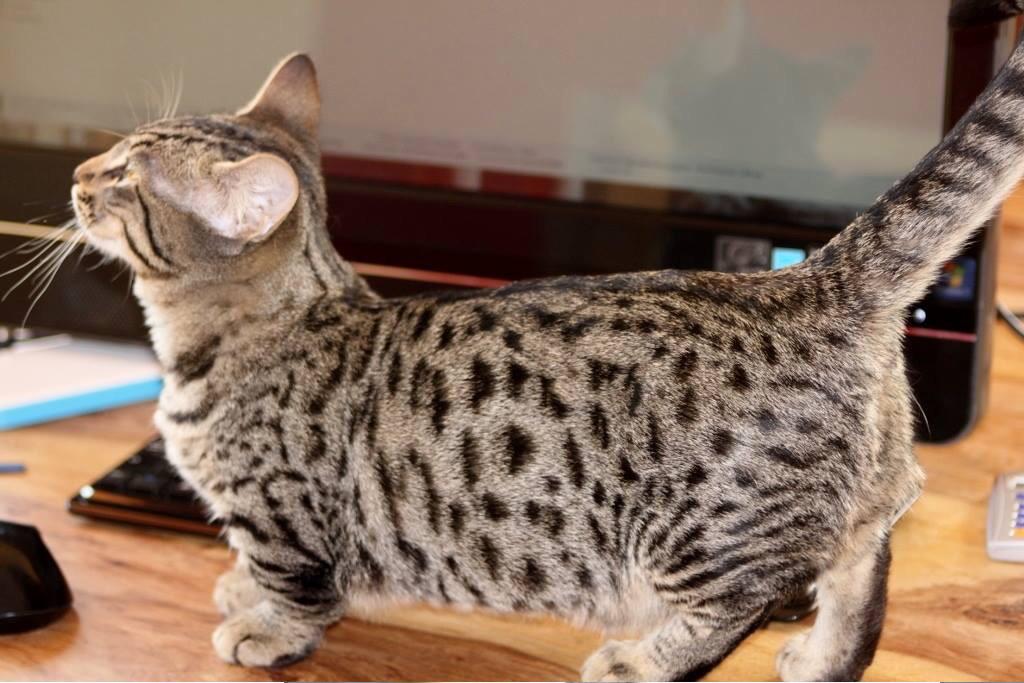 Bengal Munchkin Cat Embedded image