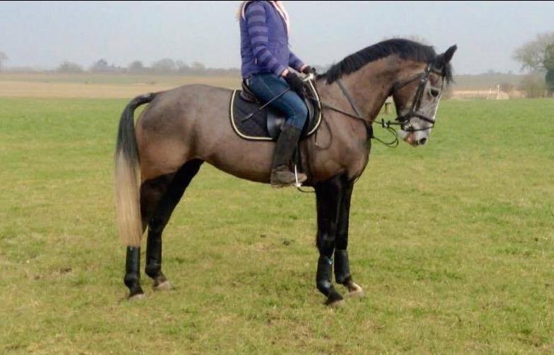 LucrorSH's tweet image. Cora went xc schooling! Proved incredible bold and honest, the ideal temperament, bargain at £3500!