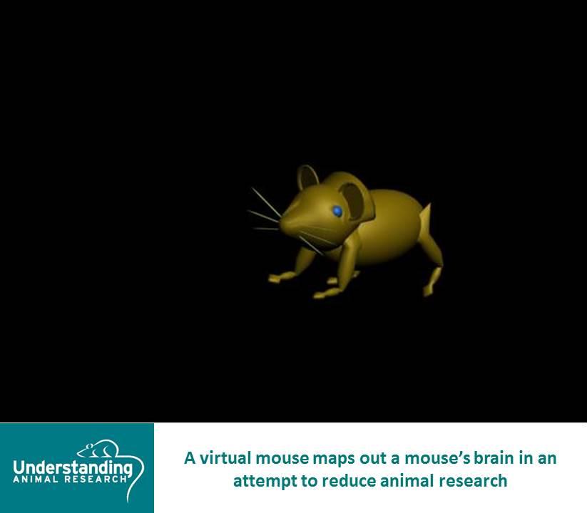 MusMusculusUAR's tweet image. To reduce animal research, scientists are looking to do tests on #virtual #mice instead

facebook.com/UnderstandingA…