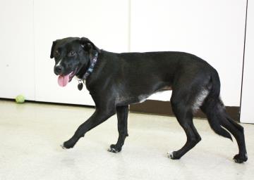 NFLChttr's tweet image. Meet our @Adoption Spotlight-- #Pet of the Week: Betty the #dog, via our friends @Bideawee - bit.ly/1GXzXx0