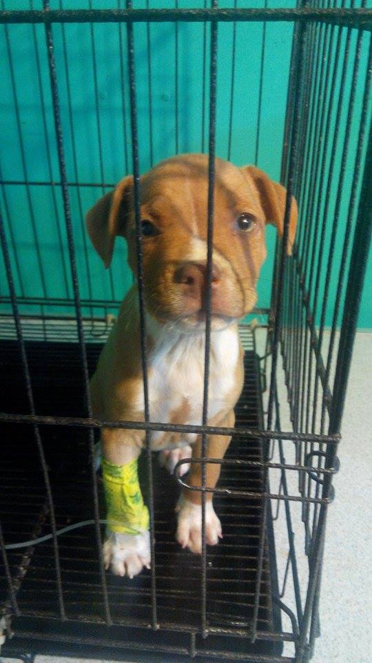 VetAnimalHelp tweet picture