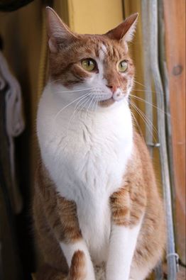 rescue_rock's tweet image. Meet Bentley. He'd like to remind you that he's adorable and #RocknRescue is tomorrow.9 pm.$10.Townehouse. Be there.