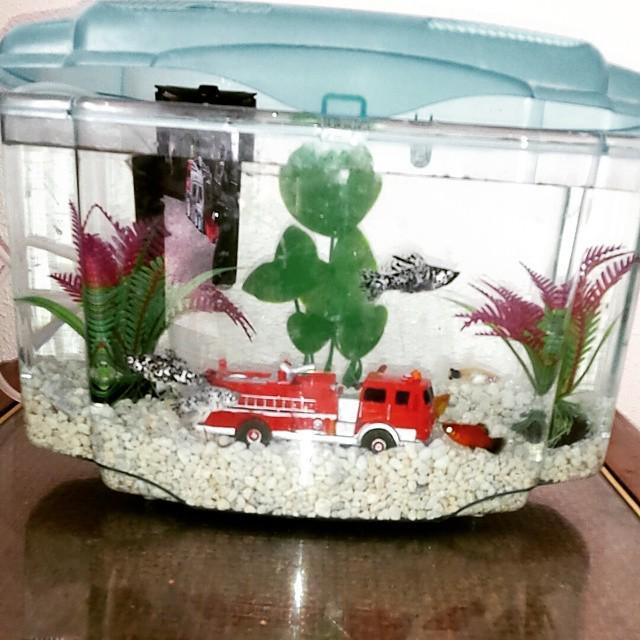 AFireStation's tweet image. Found this cool photo, not mine #firstpets #fishes #fisharefriendsnotfood #firetruck #fishfish #loveit #fishtank