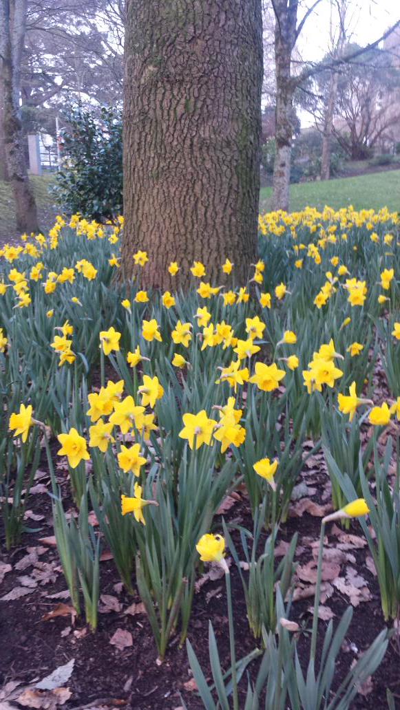 EnvJusticeUCC's tweet photo. Welcome signs of spring at #LowerGrounds @UCC this eve. Stretch in the evenings - bright after 4-6pm env law class! http://t.co/cpCUWlHMzN