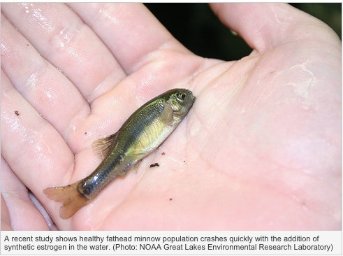CanGeo's tweet photo. Estrogen found to have detrimental effects on freshwater wildlife #WildlifeWednesday http://t.co/Th0JqWnR2a http://t.co/DmNuNlOVEa