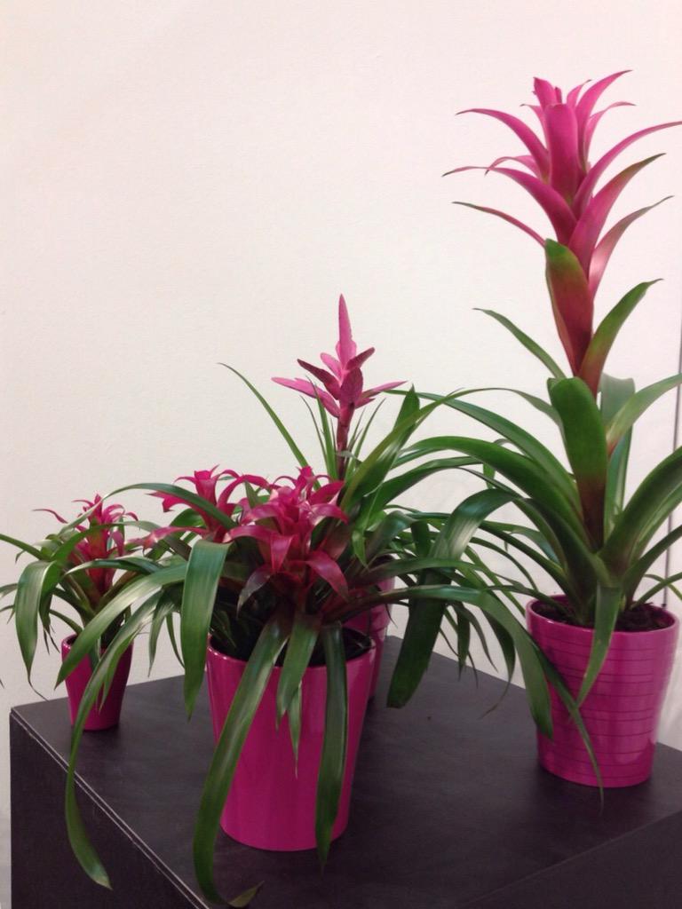 Pretty in pink #Beurs #Naaldwijk #FHTF