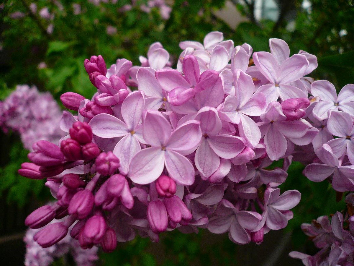 NaturalGarden紀行🌿 tweet media