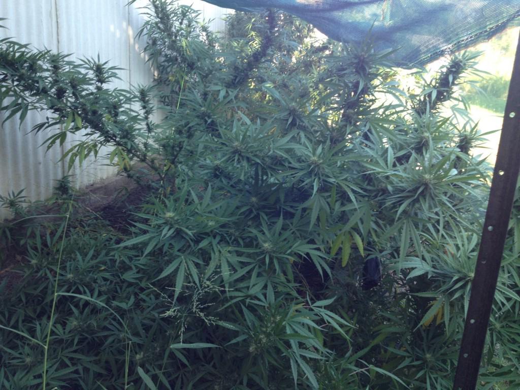 Goodna police stumbled upon six cannabis plants in a backyard while chasing an offender. Charges have been laid.