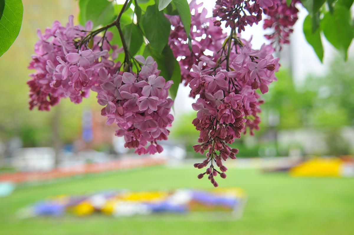 NaturalGarden紀行🌿 tweet media