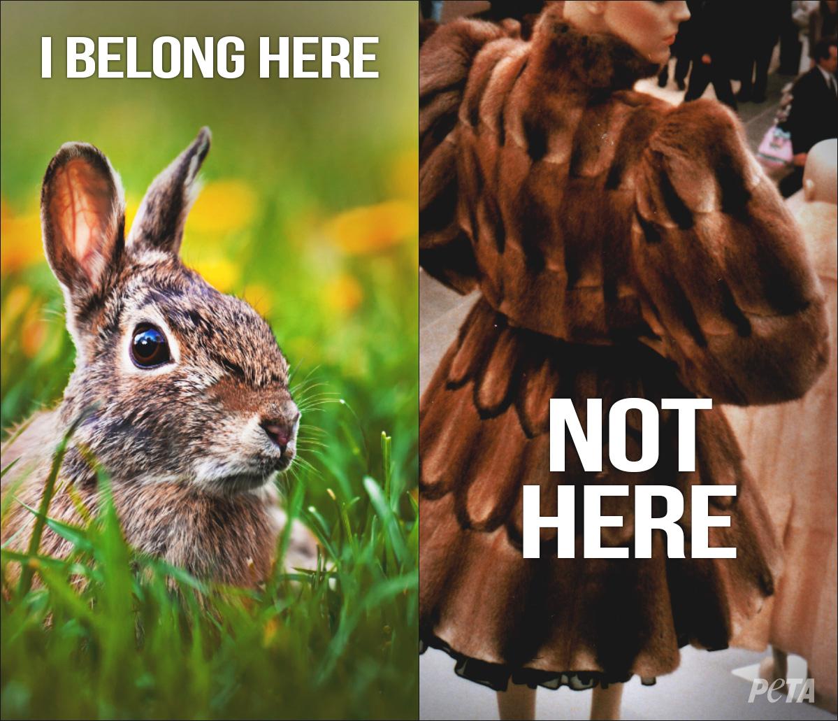 PETA on Twitter: PETA on Twitter: