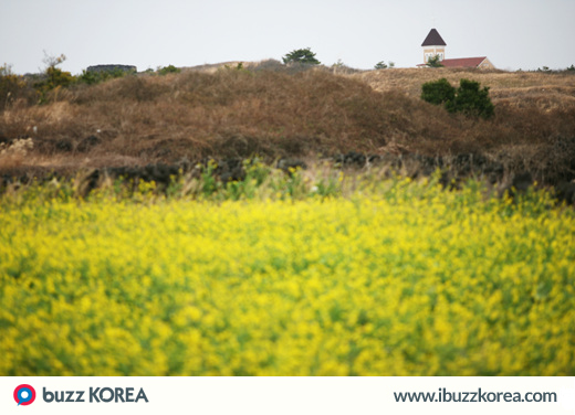ibuzzkorea's tweet photo. [K-Activity] The 17th Seogwipo Canola Flower International Walking Festival begins on March 28! #ibuzzkorea http://t.co/zyL2KQ9amg