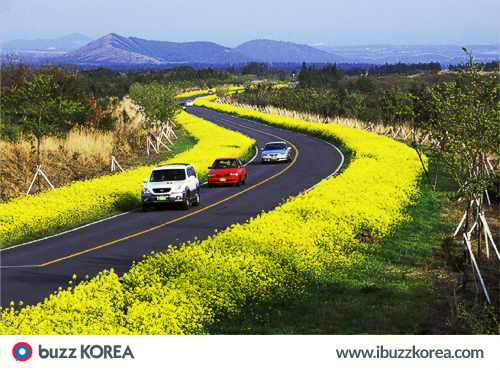 ibuzzkorea's tweet photo. [K-Activity] The 17th Seogwipo Canola Flower International Walking Festival begins on March 28! #ibuzzkorea http://t.co/zyL2KQ9amg