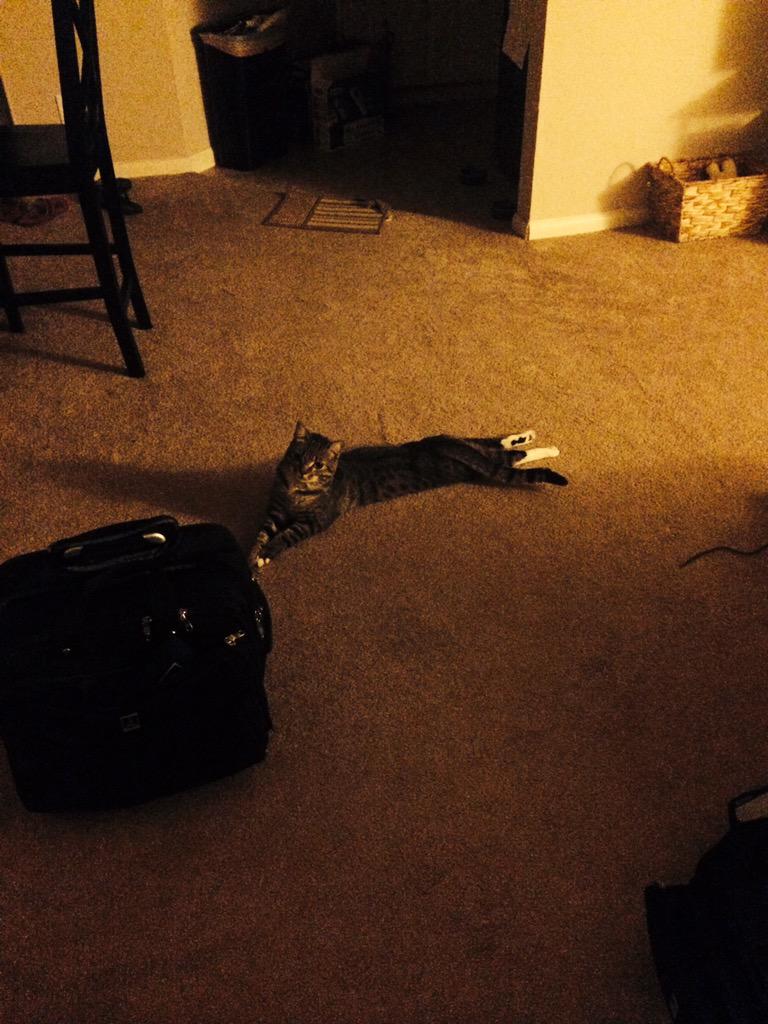 ClarkPCat's tweet image. Just chillin this evening... What are you up to? #cute #cat #kitty #lookslikeasealpup #meow