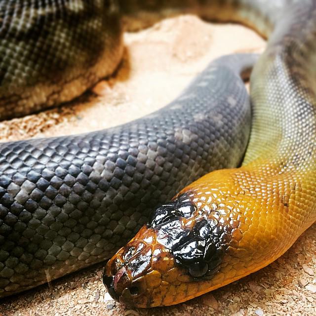 dark____master's tweet image. "@AustraliaZoo: Did you know that the #WomaPython is actually immune to the venomous snakes it eats? Cool huh! http://t.co/i8Lx1h5B0T" no