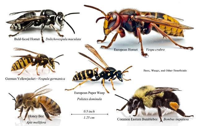 Bumble Bee Identification Chart