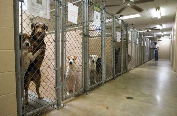 Animalesmsjs's tweet photo. La indiferencia  degrada el corazón humano y mata cada año a millones de Animales abandonados por todo el Mundo. http://t.co/JqSF0nysJh