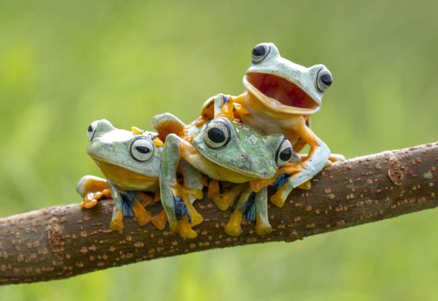 GNFI's tweet photo. Super cute. Katak Terbang yg sedang senyum dari Sambas, Kalbar. | photo by Hendy MP. http://t.co/qqCYOQ7UYk http://t.co/3idv8xSYiw