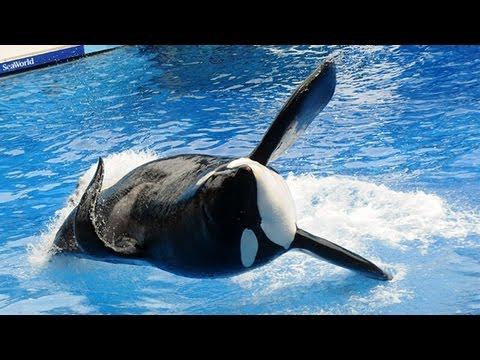 allneedradio's tweet photo. #SteveBerman Announces Lawsuit Against @SeaWorld  drugs whales before shows https://t.co/0aEgg8A1W7  @johnjhargrove http://t.co/de235pU9FG