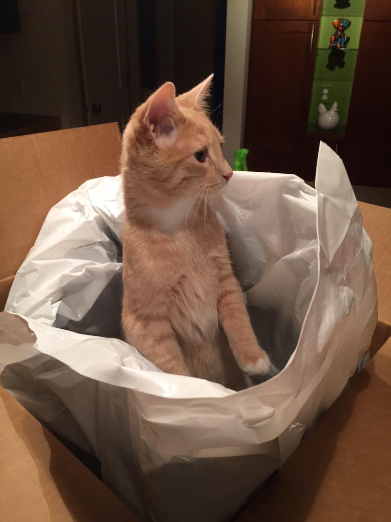 StaciOnAir's tweet photo. Henry is excited for today's @HelloFresh delivery. A new fort every week! #FunFort #SpaceKitty http://t.co/kiuV56aWwz