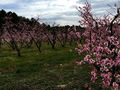 kmondayWSOC9's tweet photo. Spring has sprung! Peach trees in bloom @villageofbaxter. Beautiful site to see. #scwx http://t.co/FtZbuUXb4b