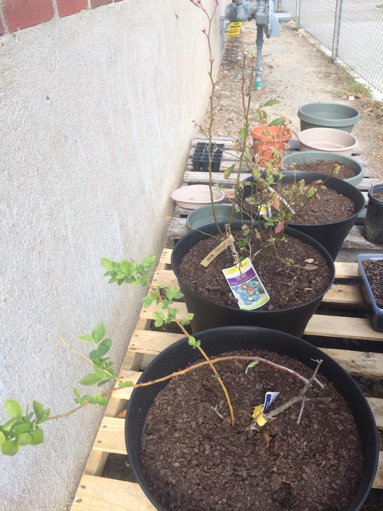 BurkeCulinary's tweet photo. #Blueberries healthy and well. #BCA #UrbanGarden #PruningDay http://t.co/sWGS1hUxA4