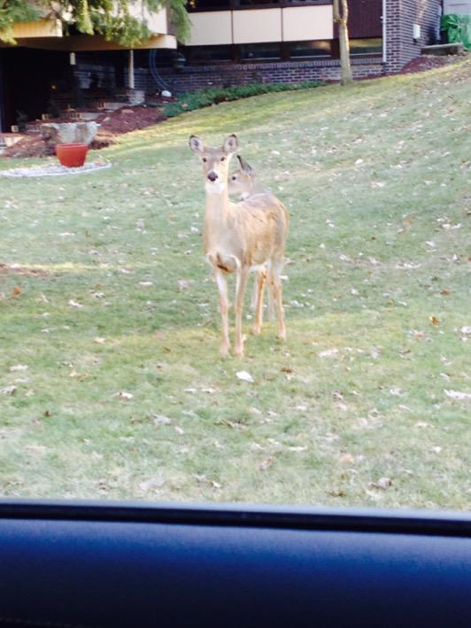 One of those 2 headed deer