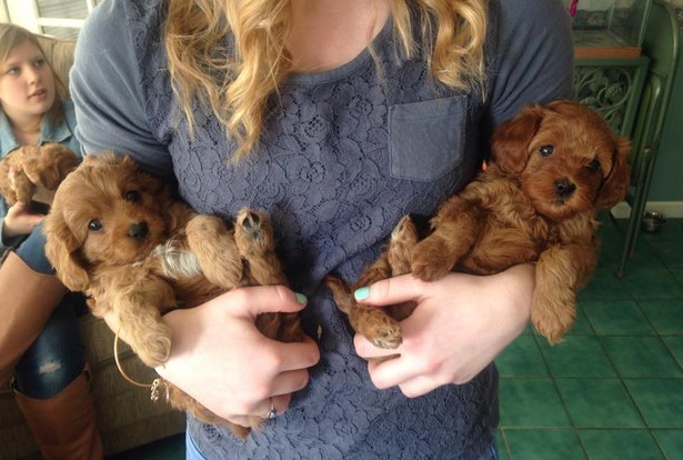 AllisonLiu02's tweet photo. @emrob20  “@BuzzFeed: 17 Puppies For Anyone Who’s Having A Bad Day http://t.co/jdzX4wy4BL http://t.co/9QRlEqFing”