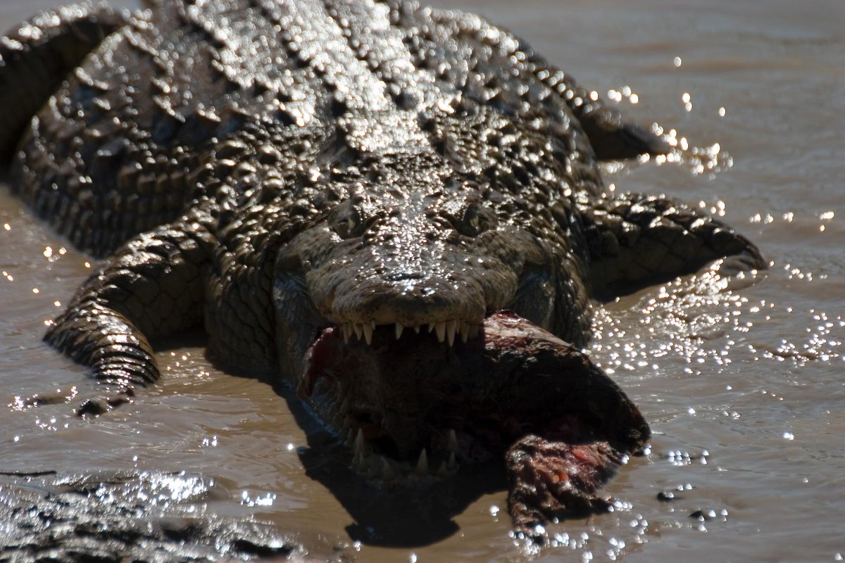 Какой опасный зверь. Нильский крокодил. Варан и гребнистый крокодил. Самые опасные животные в мире.