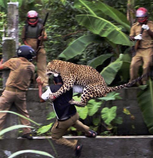PabloTorre's tweet image. '13 Jags 56 Zags 56 3:45 left
'14 CCU 35 UVA 30 at half
'15 @LAFCOL-NOVA, 6:50PM, TBS: THE PLACE FOR #LEOPARDATTACKS