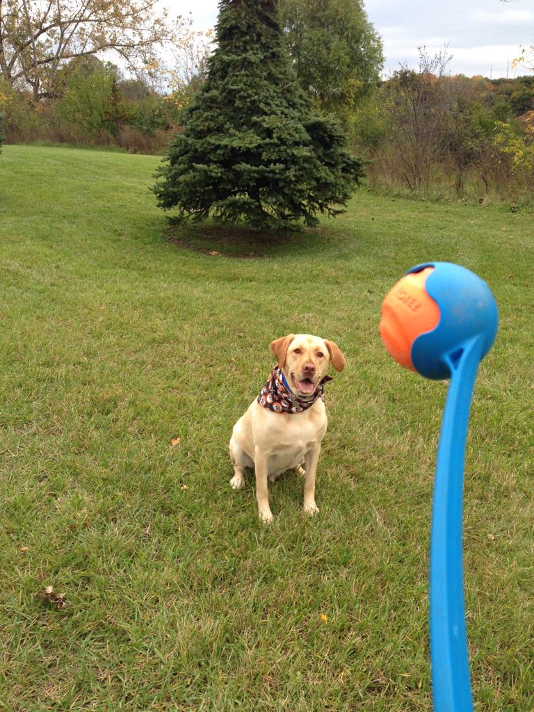 SayHelloSpencer's tweet photo. #RUFF #SNIFF @PatsFerny http://t.co/3ytA2HSxdo