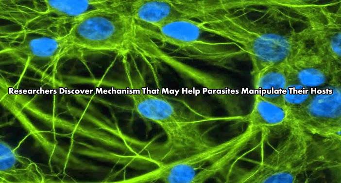 NeuroscienceNew's tweet photo. Researchers Discover Mechanism That May Help Parasites Manipulate Their Hosts http://t.co/1yMSwJ7o4U http://t.co/if3pD6prHY