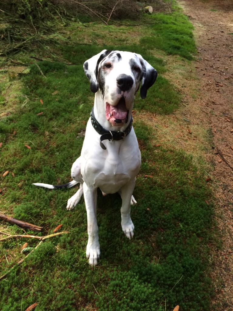LouiseJarvisArt's tweet photo. Jacob says "spring is on its way!!!" Yippee!!! :) #greatdane #dog #artistapprentice http://t.co/uheiNobY0P