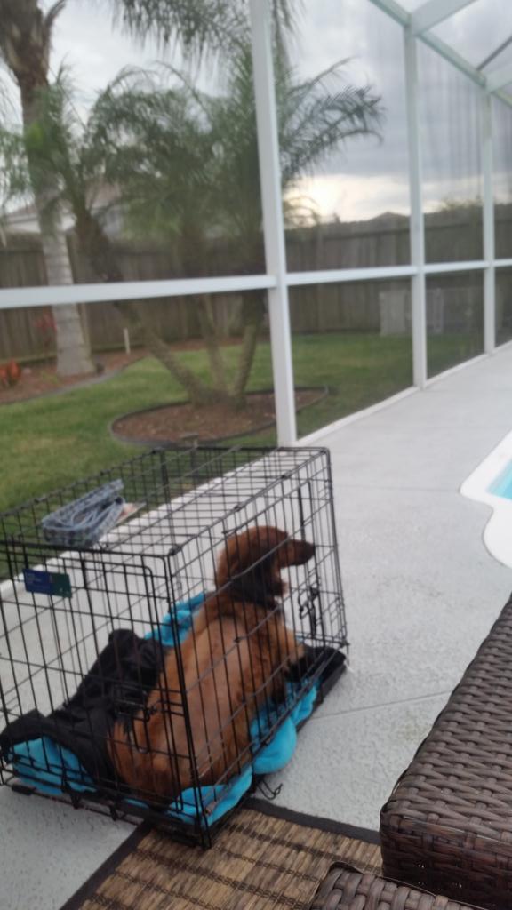 FriendsofSammie's tweet image. Sammie, hanging out with the family by the pool during recovery. #dachshund #content #LovingLife