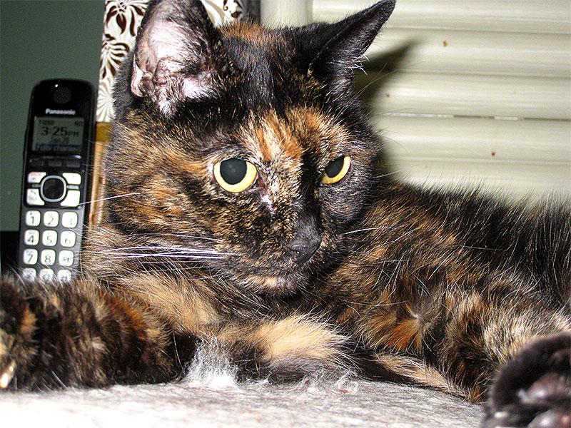HappyCat_ID's tweet photo. Tiffany Two, kucing tertua di dunia yg berumur 27thn! http://t.co/kutTHK3nDM http://t.co/OOXxAxvoUo