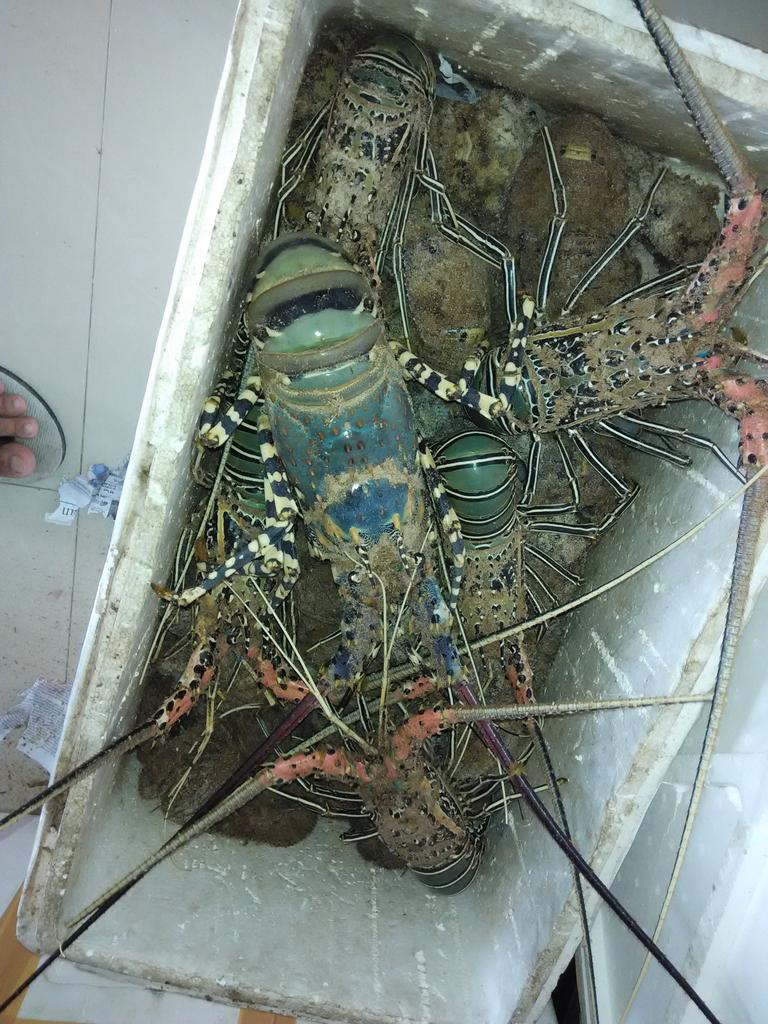 HBulls77's tweet photo. #Gawe Medan1, kamis 19 maret, menyita Lobster bertelur, 16 ekor dgn berat 8-9 ons,@harimaryadi @NarmokoPras @noegsha http://t.co/vUCqlvPl18