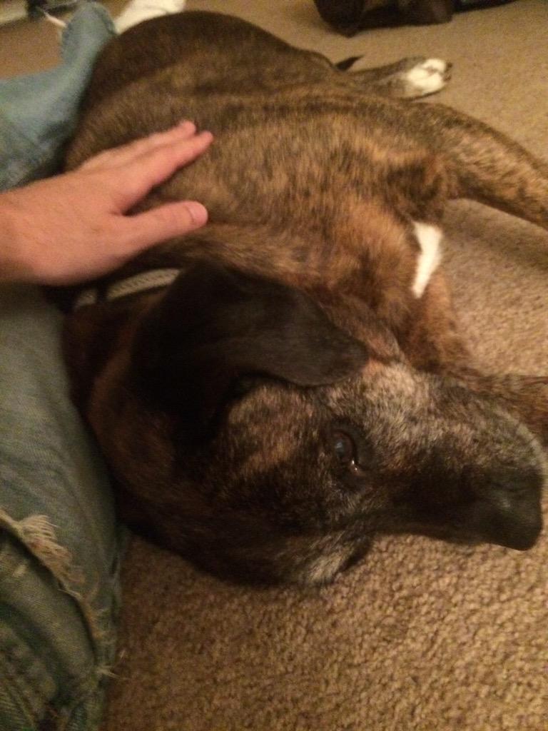 Chelt's tweet photo. Relaxing with the dog! http://t.co/F13W7cFEoY