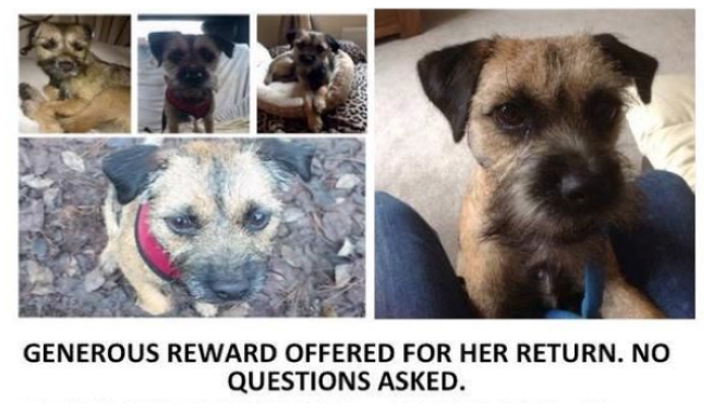 "<a href="/CloserOnline/">Closer Magazine UK</a>: RT to help find this stolen Border Terrier! Can you help #FindGinny? po.st/b6t6gM " thanks!!