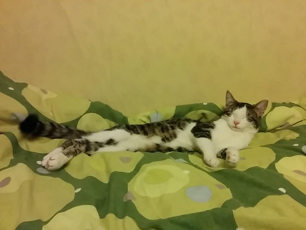 catmanpdx's tweet photo. Time for #cat sleep. http://t.co/kn7Hxf82iF