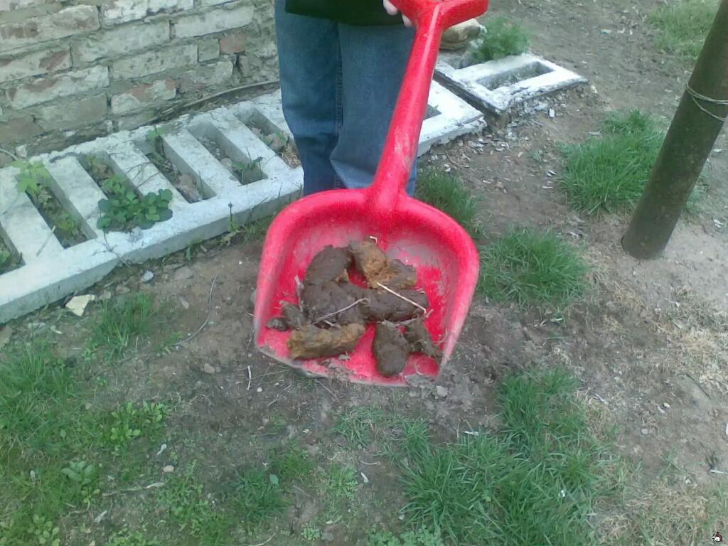 Почему рузкие такие?