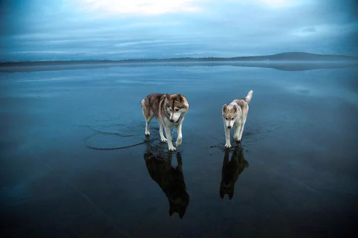 湖の上を歩いているみたい！！犬と湖の氷と雨がもたらした偶然！！