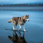 湖の上を歩いているみたい!犬と湖の氷と雨がもたらした偶然!