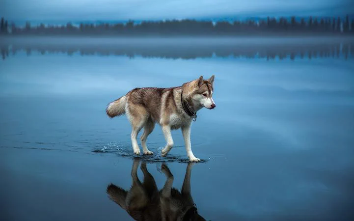 湖の上を歩いているみたい！！犬と湖の氷と雨がもたらした偶然！！