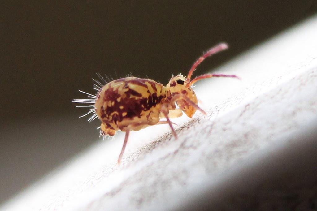 AmyStreetAuthor's tweet image. @BBCEarth @MargaretAtwood Globular springtail - minute, vital and weirdly cute